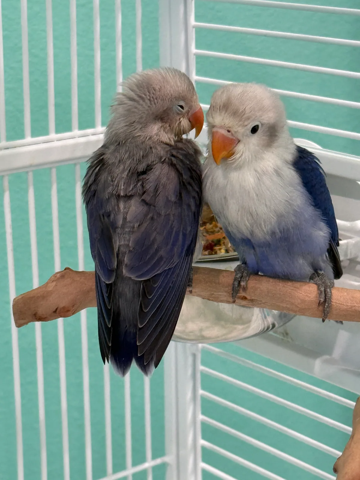 Two blue and white lovebirds perched closely together